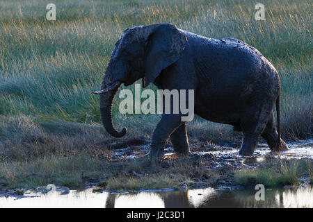 Elefante africano (Loxodonta africana) a piedi nella palude, retroilluminato, Serengeti National Park, Tanzania. Foto Stock