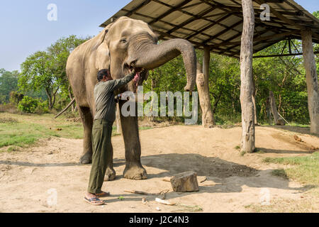 Un giovane elefante maschio (Elephas maximus indicus) è cibo nell'elefante centro di allevamento in Chitwan il parco nazionale Foto Stock