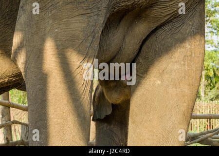 Un elefante (Elephas maximus indicus) madre è allattare al seno il suo bambino in una stabile nell'elefante centro di allevamento in Chitwan il parco nazionale Foto Stock