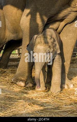 Un elefante (Elephas maximus indicus) la madre e il bambino sta in piedi in una stabile nell'elefante centro di allevamento in Chitwan il parco nazionale Foto Stock