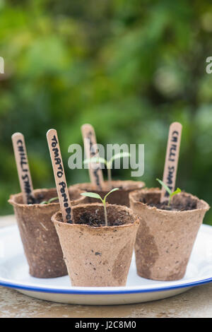 Solanum lycopersicum. Pomadoro pomodoro e peperoncino piantine biodegradabile in vasi di fiori