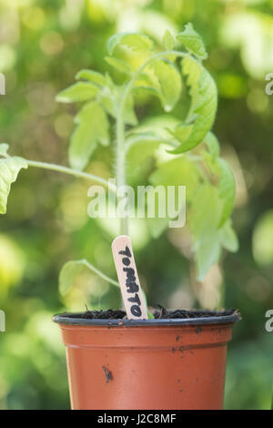 Solanum lycopersicum. Etichetta di pomodoro di fronte a una giovane pianta in un vaso di fiori. Messa a fuoco selettiva sull'etichetta