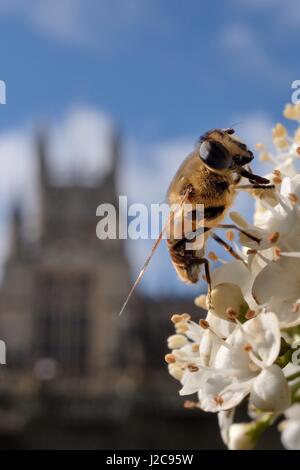 Drone fly (Eristalis tenax) foraggio su fiori bianchi in Parade Gardens Park, con l'Abbazia di Bath in background, bagno, UK, Marzo. Foto Stock