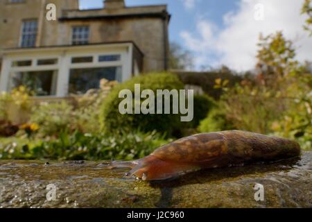 Irlandese slug giallo (Limacus maculatus) strisciando su giardino passi dopo la pioggia con casa in background, Wiltshire, Regno Unito, Aprile. Foto Stock