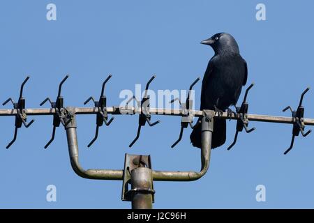 Taccola (Corvus monedula) arroccato su un'antenna TV, Wiltshire, Regno Unito, Aprile. Foto Stock