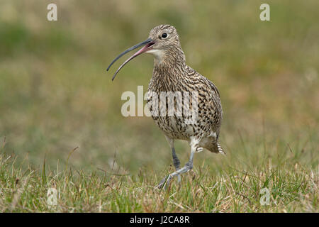 Eurasian Curlew Numenius arquata sull'allevamento marsh Unst Shetland Giugno Foto Stock