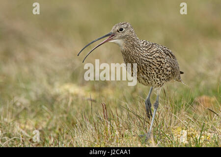 Eurasian Curlew Numenius arquata sull'allevamento marsh Unst Shetland Giugno Foto Stock