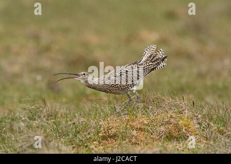 Eurasian Curlew Numenius arquata sull'allevamento marsh Unst Shetland Giugno Foto Stock