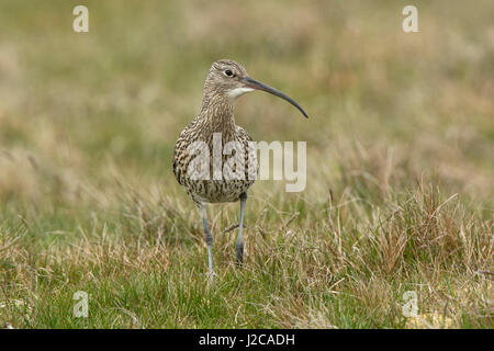 Eurasian Curlew Numenius arquata sull'allevamento marsh Unst Shetland Giugno Foto Stock