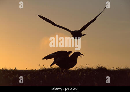 Grande Skua Stercorarius skua Hermaness, Unst Shetland, Giugno Foto Stock