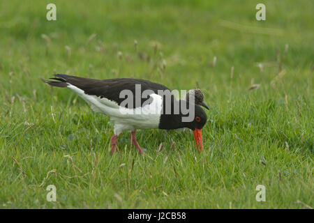 Eurasian Oystercatcher Haematopus ostralegus pulcino di alimentazione Unst Shetland Giugno Foto Stock