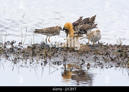 Ruff Philomachus pugnax lekking e coniugata sulla piscina a Haroldswick Unst Shetland Giugno Foto Stock