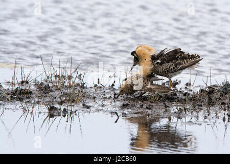 Ruff Philomachus pugnax lekking e coniugata sulla piscina a Haroldswick Unst Shetland Giugno Foto Stock