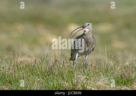 Eurasian Curlew Numenius arquata sull'allevamento marsh Unst Shetland Giugno Foto Stock