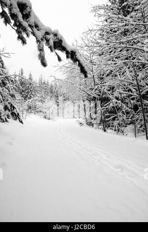 Tracce nel profondo, neve fresca piombo lungo il sentiero forestale in Whistler Village, BC, Canada, neve fresca si trova ancora in strati spessi su rami di alberi Foto Stock