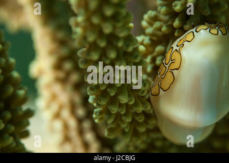 Una linguetta di flamingo lumaca si arrampica attraverso soft coral vicino a Staniel Cay, Exuma, Bahamas Foto Stock