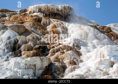 Terrazze di travertino, hot springs, depositi minerali, Palette molla inferiore, terrazze, Mammoth Hot Springs Foto Stock