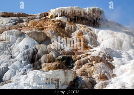 Terrazze di travertino, hot springs, depositi minerali, Palette molla inferiore, terrazze, Mammoth Hot Springs Foto Stock