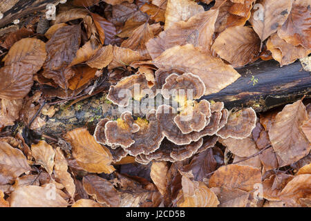 Nastrare Polypore (Trametes versicolor) corpi fruttiferi, crescente sul ramo di decadimento, tra i Comuni di faggio (Fagus sylvatica) foglie, Newfield Plantation, Foto Stock