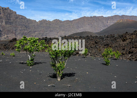 Capo Verde, Fogo, Santa Catarina, escursione al vulcano Fogo Foto Stock