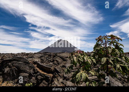 Capo Verde, Fogo, Santa Catarina, escursione al vulcano Fogo Foto Stock