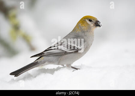 Pine grosbeak / Hakengimpel ( Pinicola enucleator ), femmina adulti in inverno, seduto a terra nella neve, alimentazione sulle sementi, Montana, USA. Foto Stock