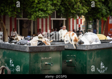 L'Egitto, al Cairo il governatorato, Cairo, Scene di strada Foto Stock