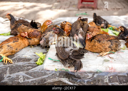 Il Vietnam, Cần Thơ, Can Tho, street vendite e commercianti nelle strade di Cần Thơ capitale e la più grande città del Delta del Mekong, la vendita di animali vivi Foto Stock