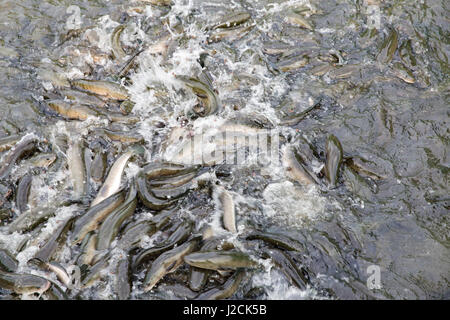 Cồn Sơn, Bùi Hữu Nghĩa vicino Cần Thơ, la capitale e la città più grande del Mekong DeltaFishfarmer alimentazione dei pesci volanti Foto Stock