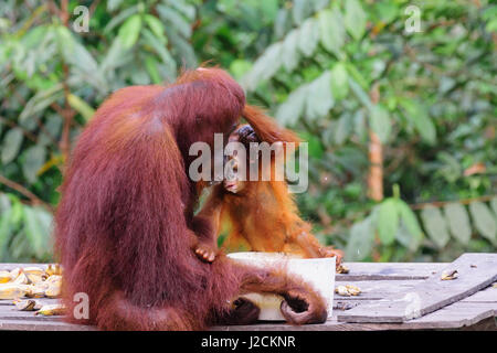 Indonesia, Kalimantan, Borneo Kotawaringin Barat, Tanjung messa National Park, Orangutan Foto Stock