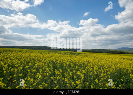 Prato con fiori di colore giallo in campagna Foto Stock