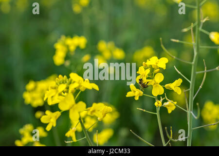 Prato con fiori di colore giallo in campagna Foto Stock