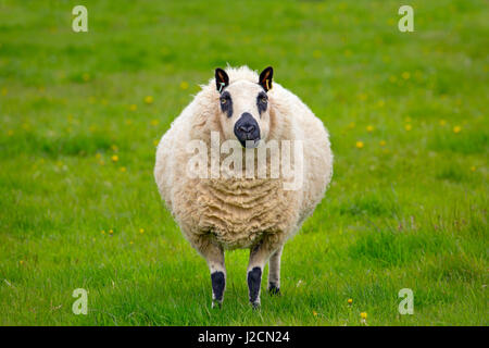 Kerry Hill gregge di ovini pecora ritratto Foto Stock