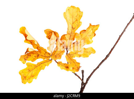 Giallo autunno lascia il ramoscello di quercia. Isolato su sfondo bianco. Foto Stock