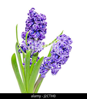 Due filiali malva blu Hyacinthus orientalis fiori, giacinto di giardino isolato su sfondo bianco. Foto Stock
