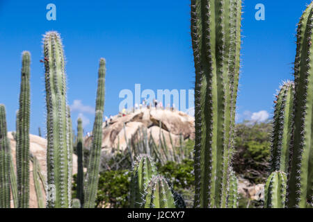 Spine sul verde cactus in un Aruba giardino di roccia Foto Stock