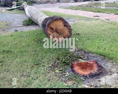 Un albero di palma staccata dal ciclone Debbie Foto Stock