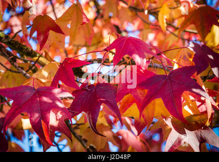 Caduta delle foglie. I rami degli alberi con foglie di colore rosso, arancione e giallo. Foto Stock