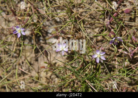 Spergularia marina Foto Stock