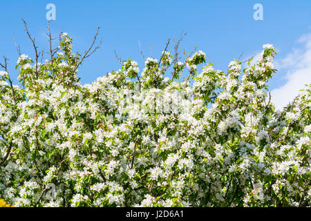 Fiore bianco su un granchio melo in primavera nel Regno Unito. Foto Stock