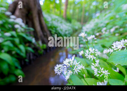 Aglio selvatico in un duneforest Foto Stock