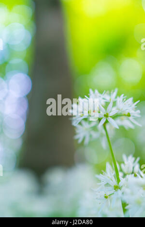 Aglio selvatico in close-up Foto Stock