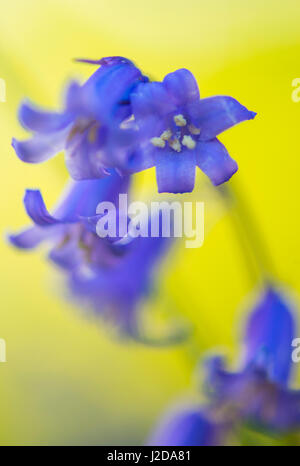 Common bluebell contro uno sfondo giallo Foto Stock