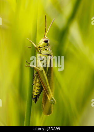 Vasta palude grasshopper (Stethophyma grossum) nasconde in erba Foto Stock