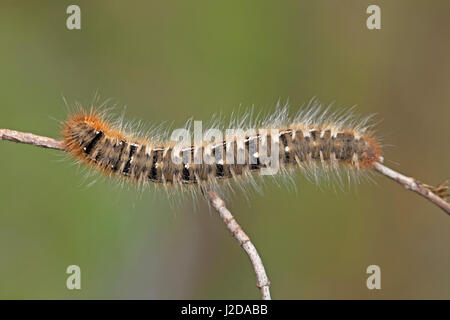 Foto del caterpillar di oak eggar Foto Stock