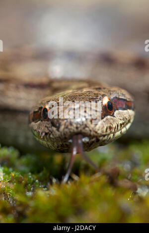 Ritratto di un serpente liscia Foto Stock