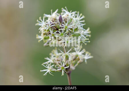 Close-up di verde-bianco dei fiori di Catchfly spagnolo Foto Stock