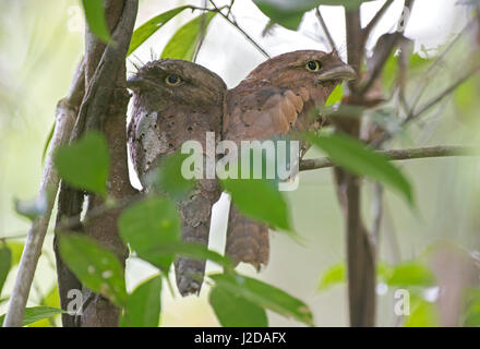 Maschio e femmina dello Sri Lanka Frogmouth in una struttura ad albero Foto Stock