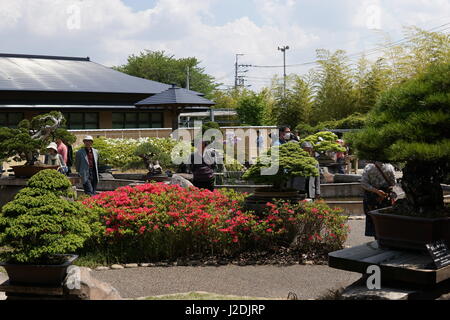 Saitama, Giappone. 28 Aprile, 2017. Alberi sul display a Omiya Arte Bonsai Museum il 27 aprile 2017 a Saitama, Giappone. Il museo presenta una mostra speciale per commemorare il 8° mondo Bonsai Convenzione che si sta svolgendo a Saitama City da aprile 27-30. Credito: Aflo Co. Ltd./Alamy Live News Foto Stock