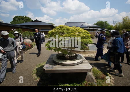 Saitama, Giappone. 28 Aprile, 2017. Alberi sul display a Omiya Arte Bonsai Museum il 27 aprile 2017 a Saitama, Giappone. Il museo presenta una mostra speciale per commemorare il 8° mondo Bonsai Convenzione che si sta svolgendo a Saitama City da aprile 27-30. Credito: Aflo Co. Ltd./Alamy Live News Foto Stock